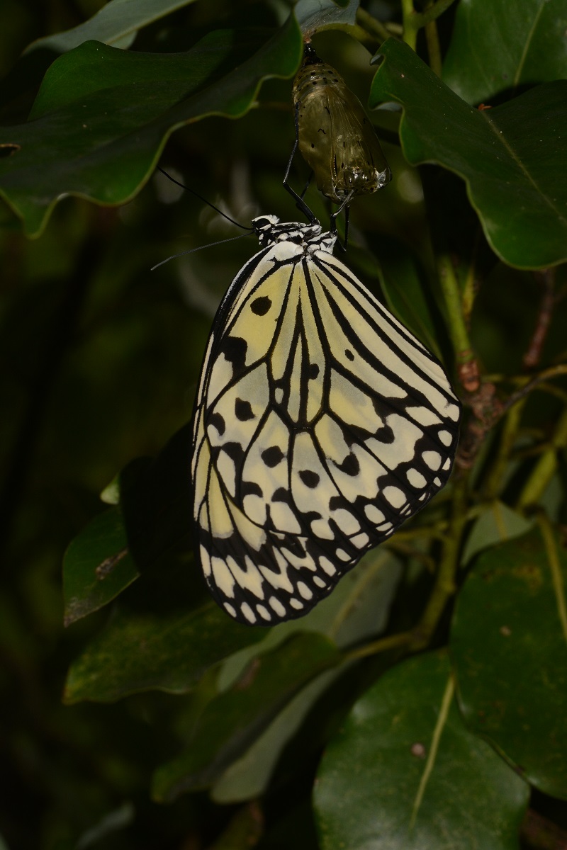 オオゴマダラ / Idea leuconoe