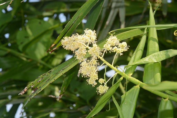 トウツルモドキ  /  Flagellaria indica
