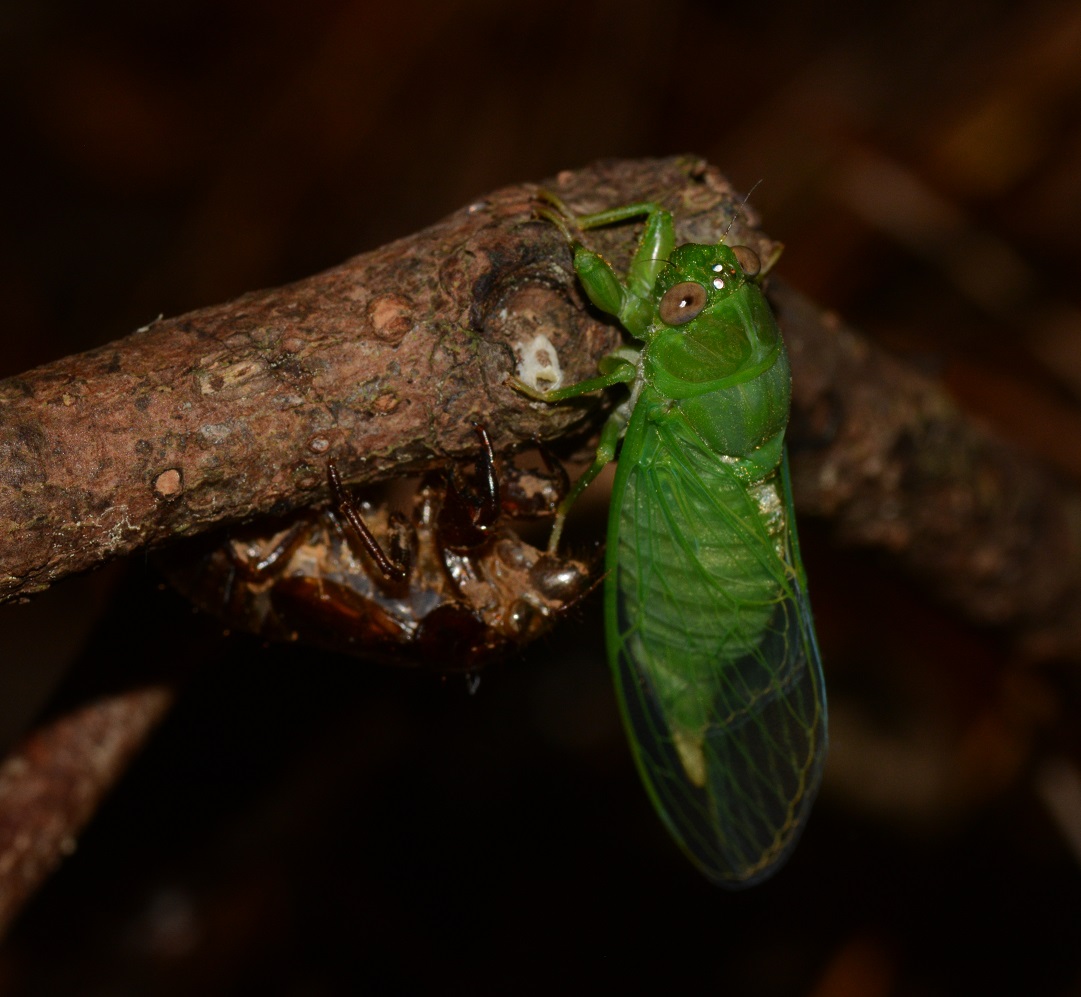 クロイワゼミ  /  Muda kuroiwae