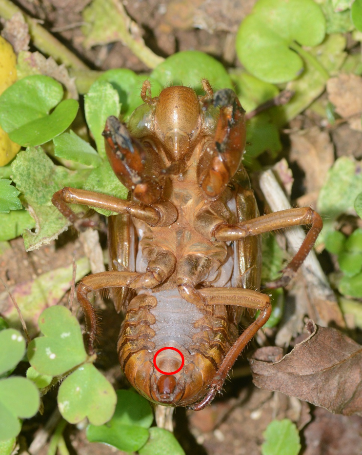 セミの抜け殻の雌雄の見分け方