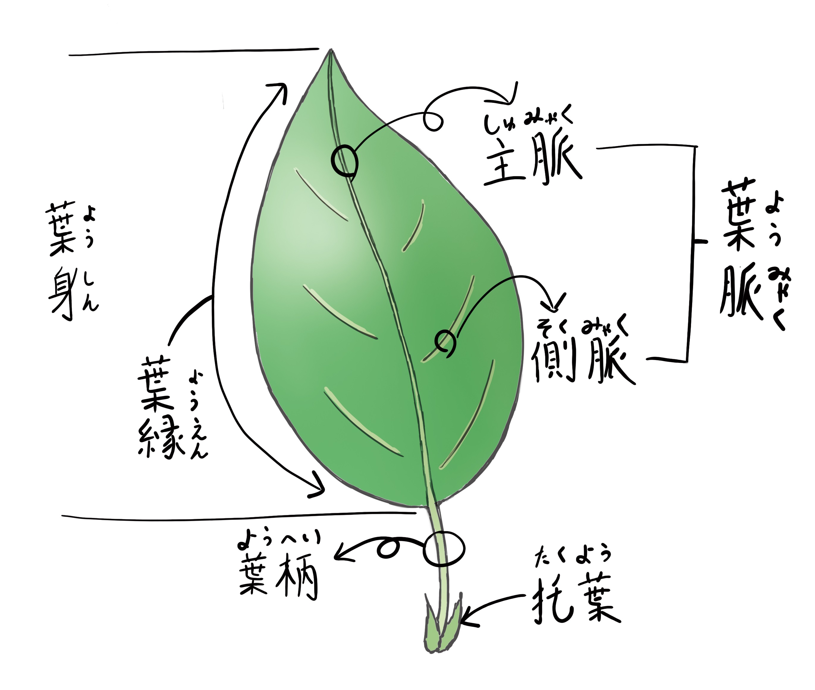 単葉と複葉 First Qualia