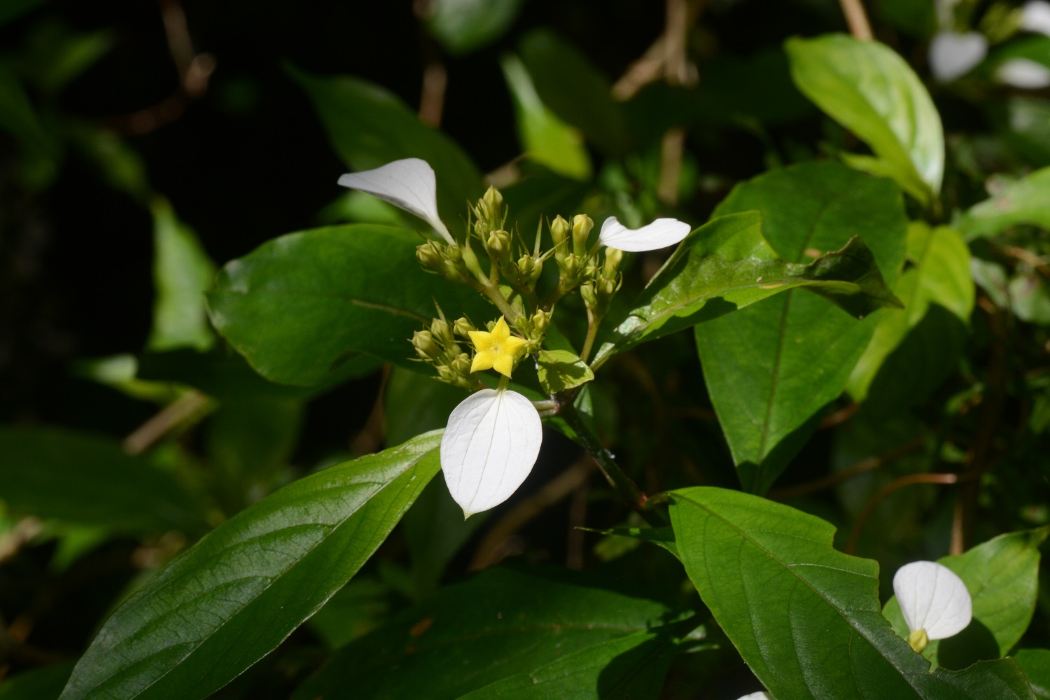 コンロンカ　/　Mussaenda parviflora