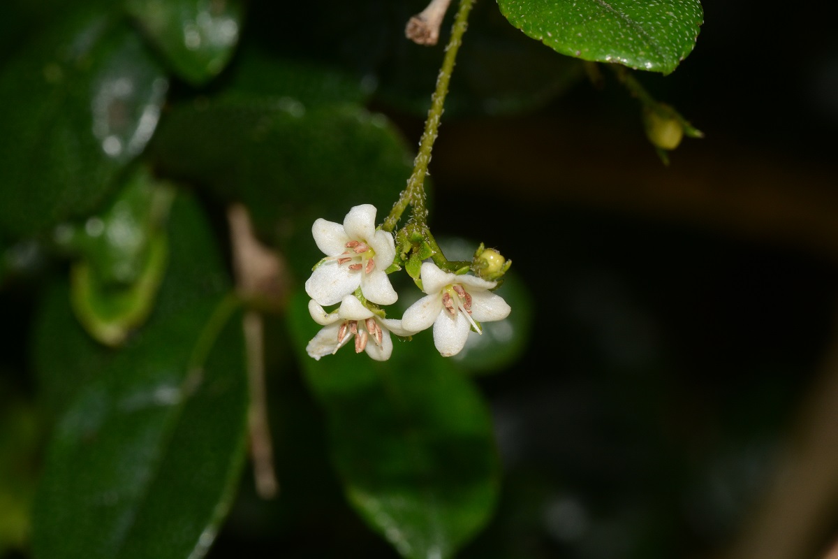 フクマンギ / Ehretia microphylla