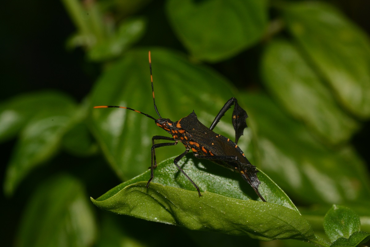 アシビロヘリカメムシ/ Leptoglossus gonagra