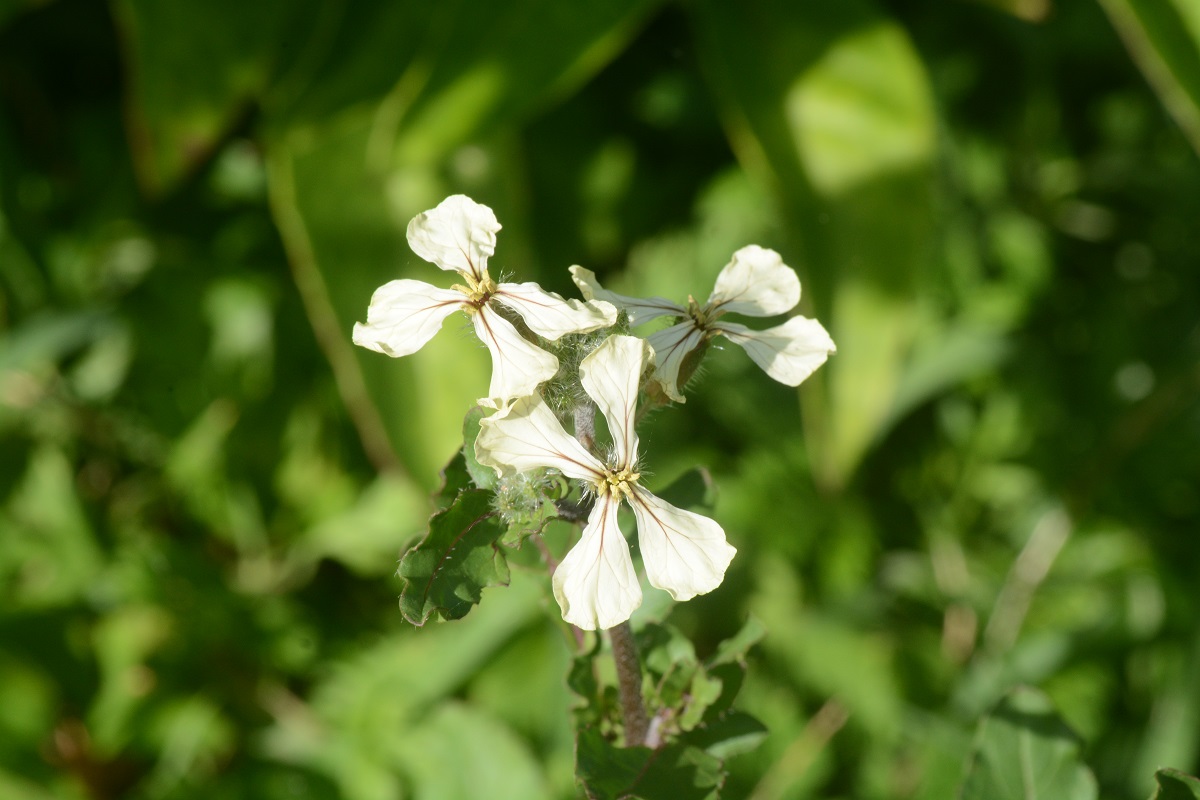 ルッコラ / Eruca vesicaria