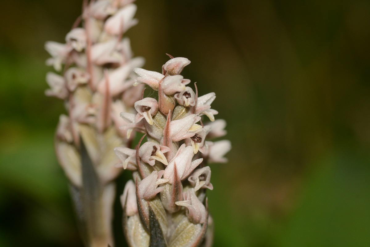 チクシキヌラン / Zeuxine strateumatica