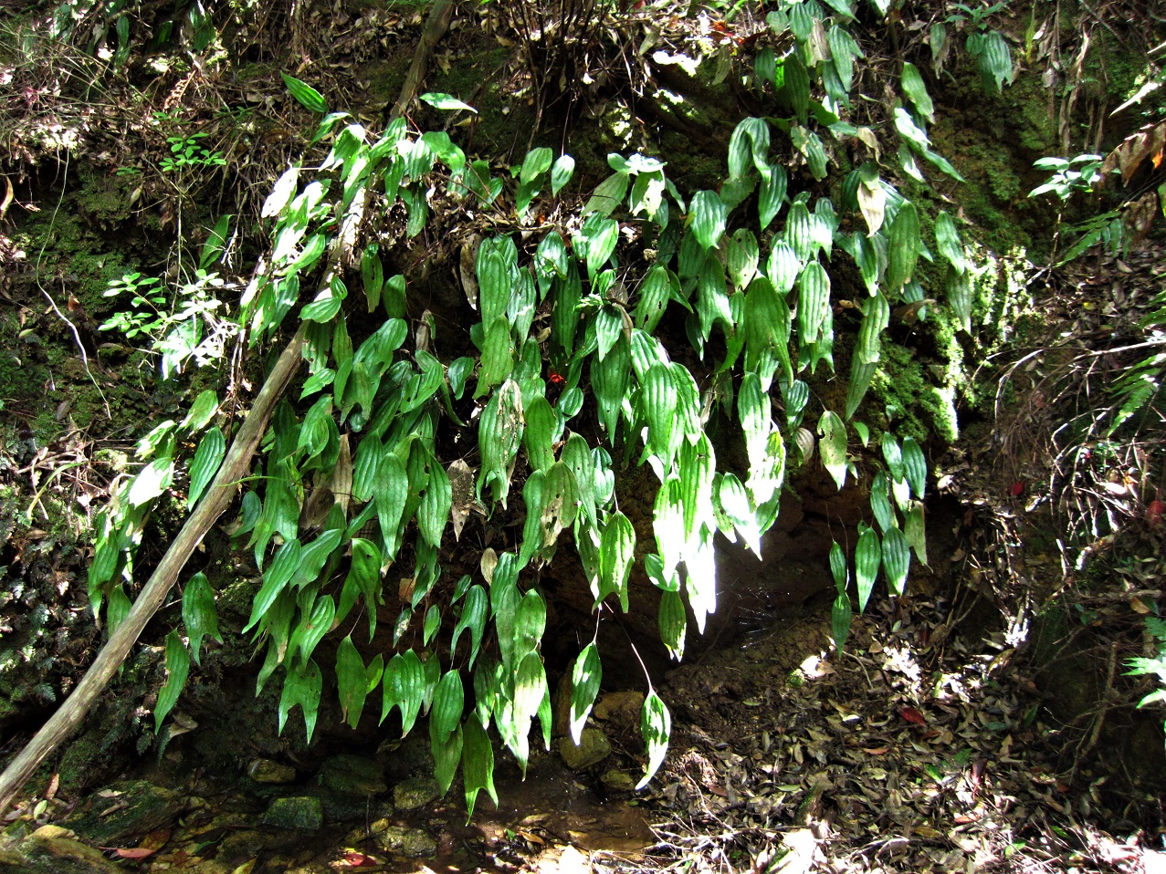スジヒトツバ Cheiropleuria integrifolia – First Qualia