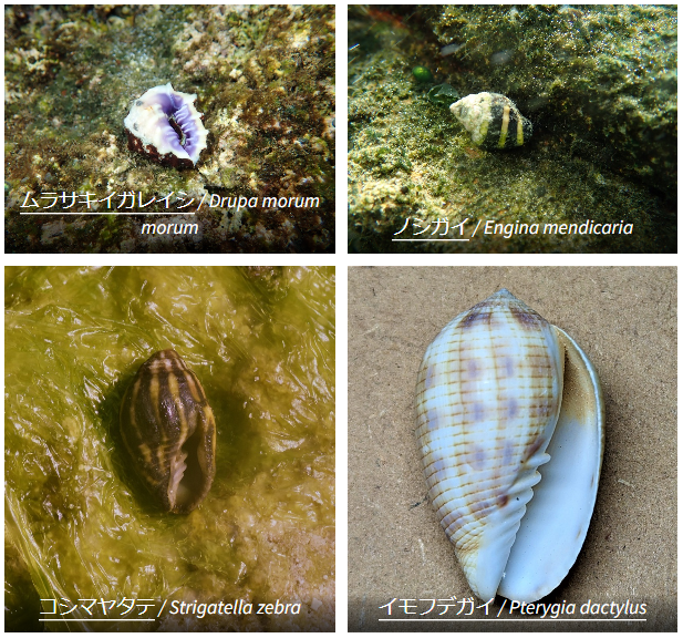 新生腹足目 / Caenogastropoda