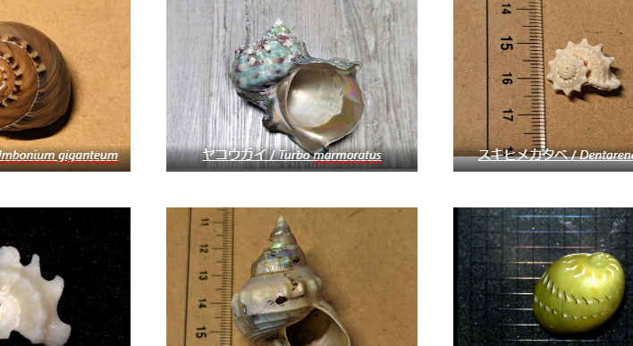 古腹足目 / Vetigastropoda