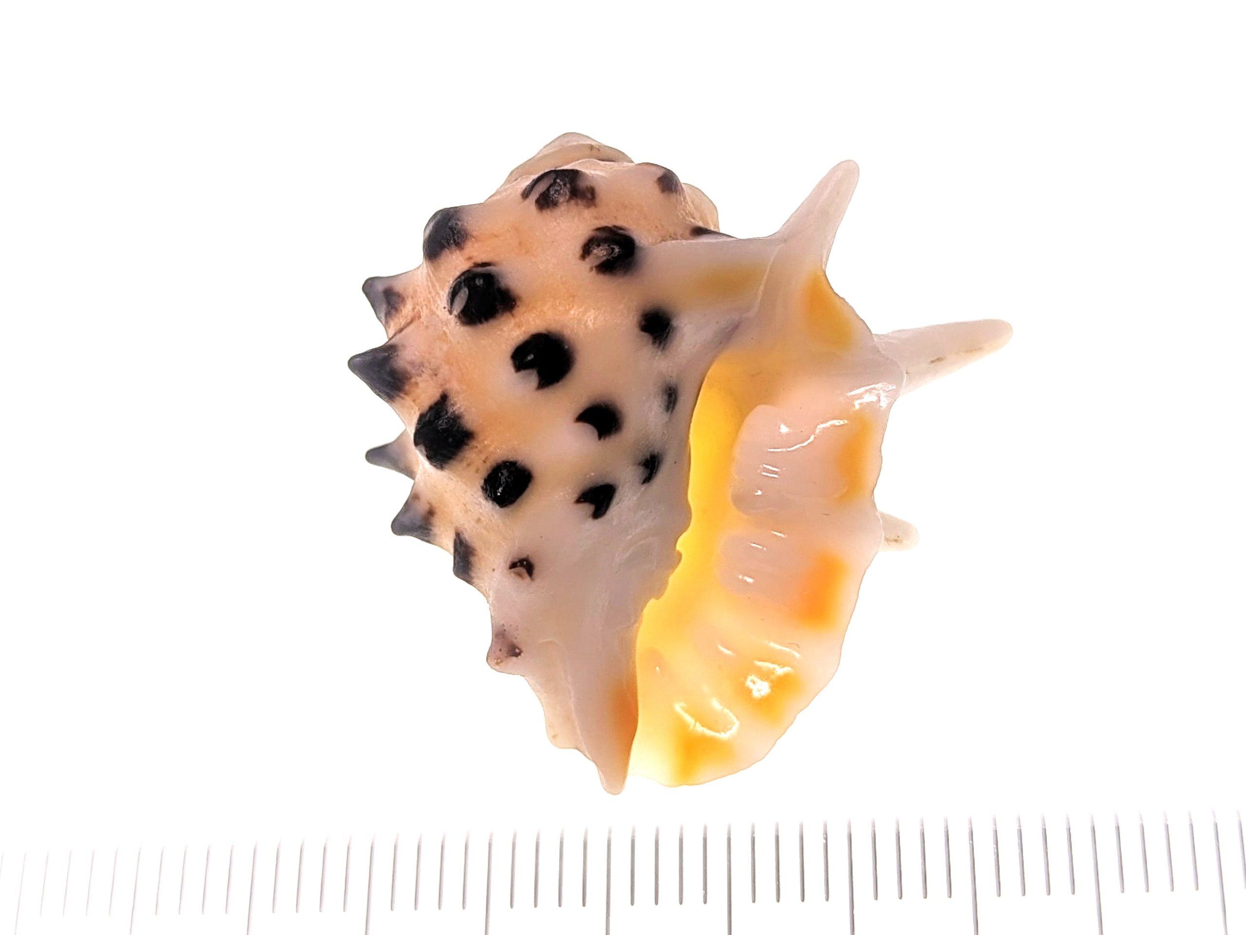 キマダライガレイシ  /  Drupa ricinus ricinus