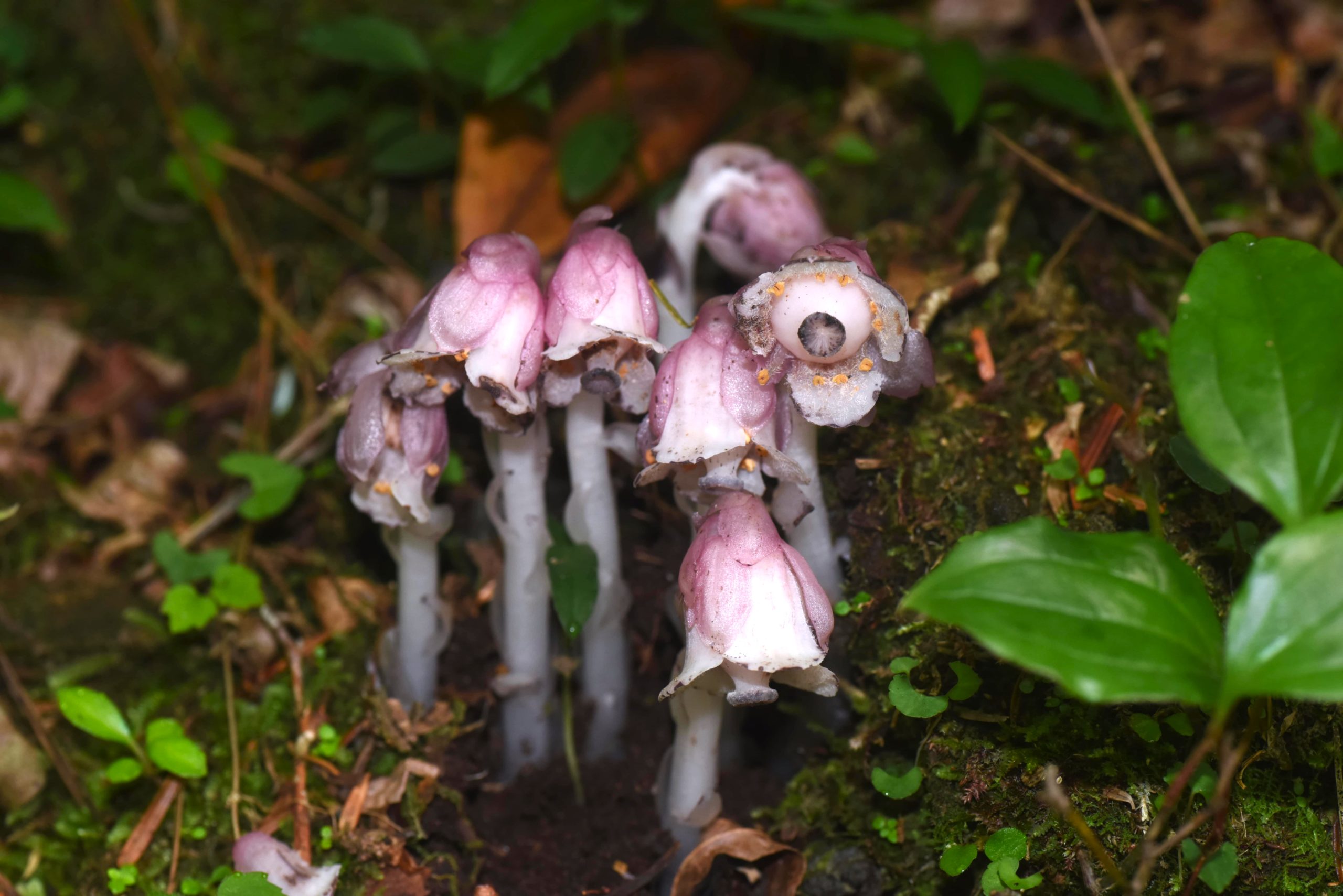 キリシマギンリョウソウ  /  Monotropastrum kirishimense