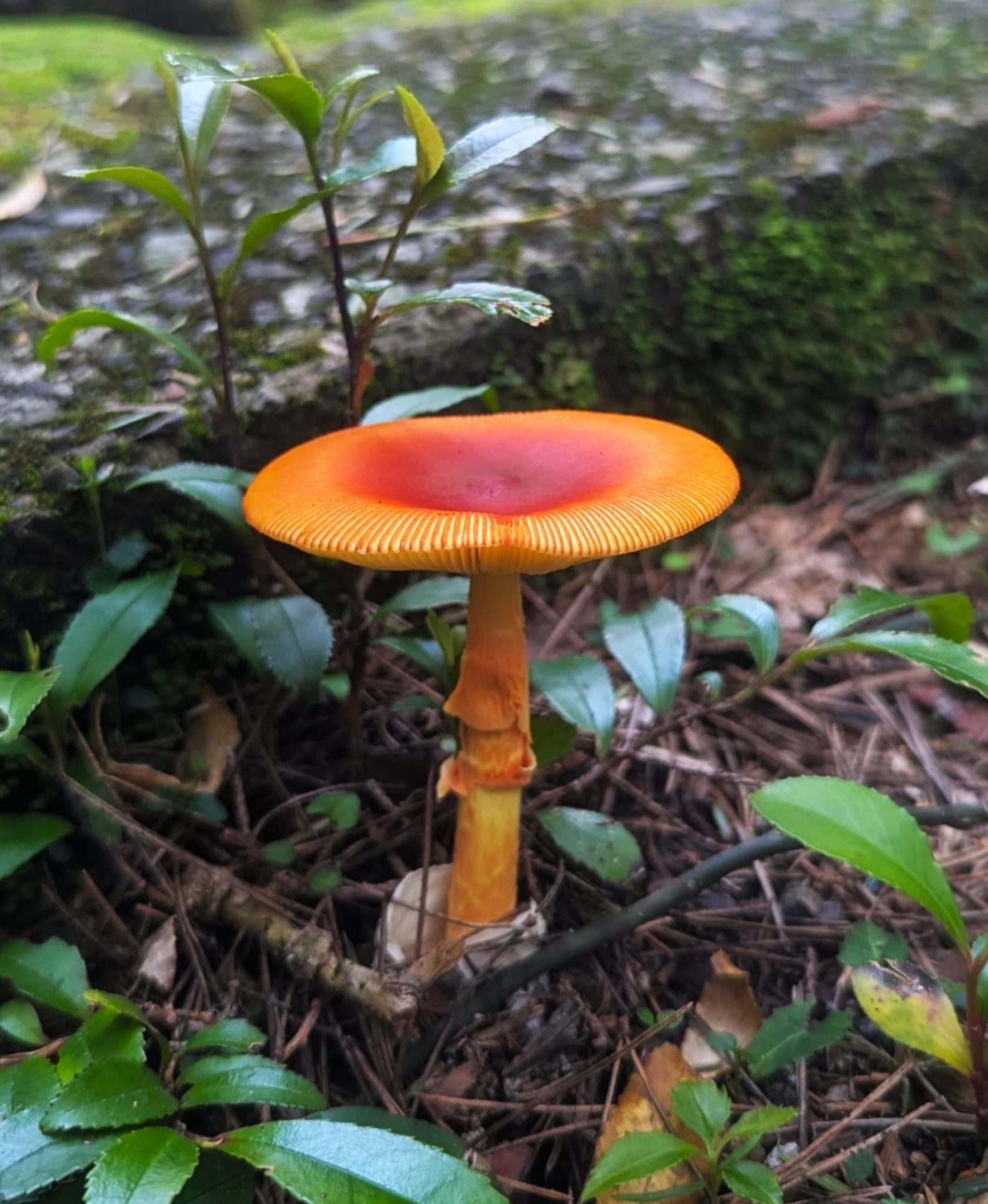 タマゴタケ  /  Amanita caesareoides