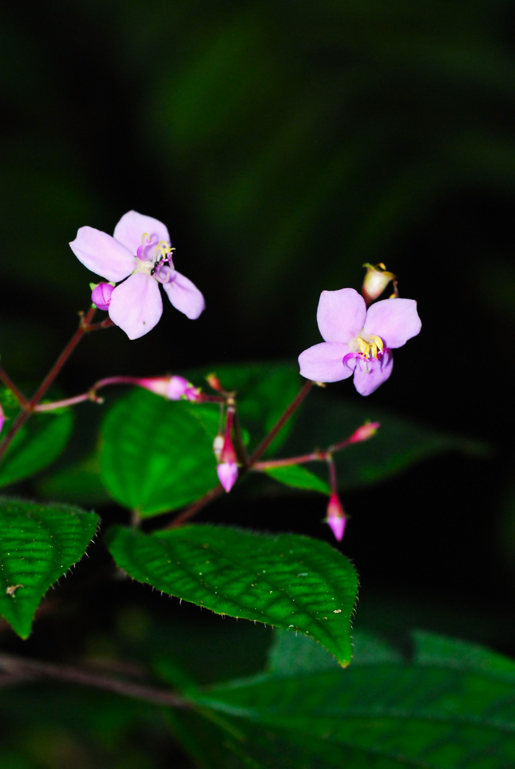 ハシカンボク  /  Bredia hirsuta