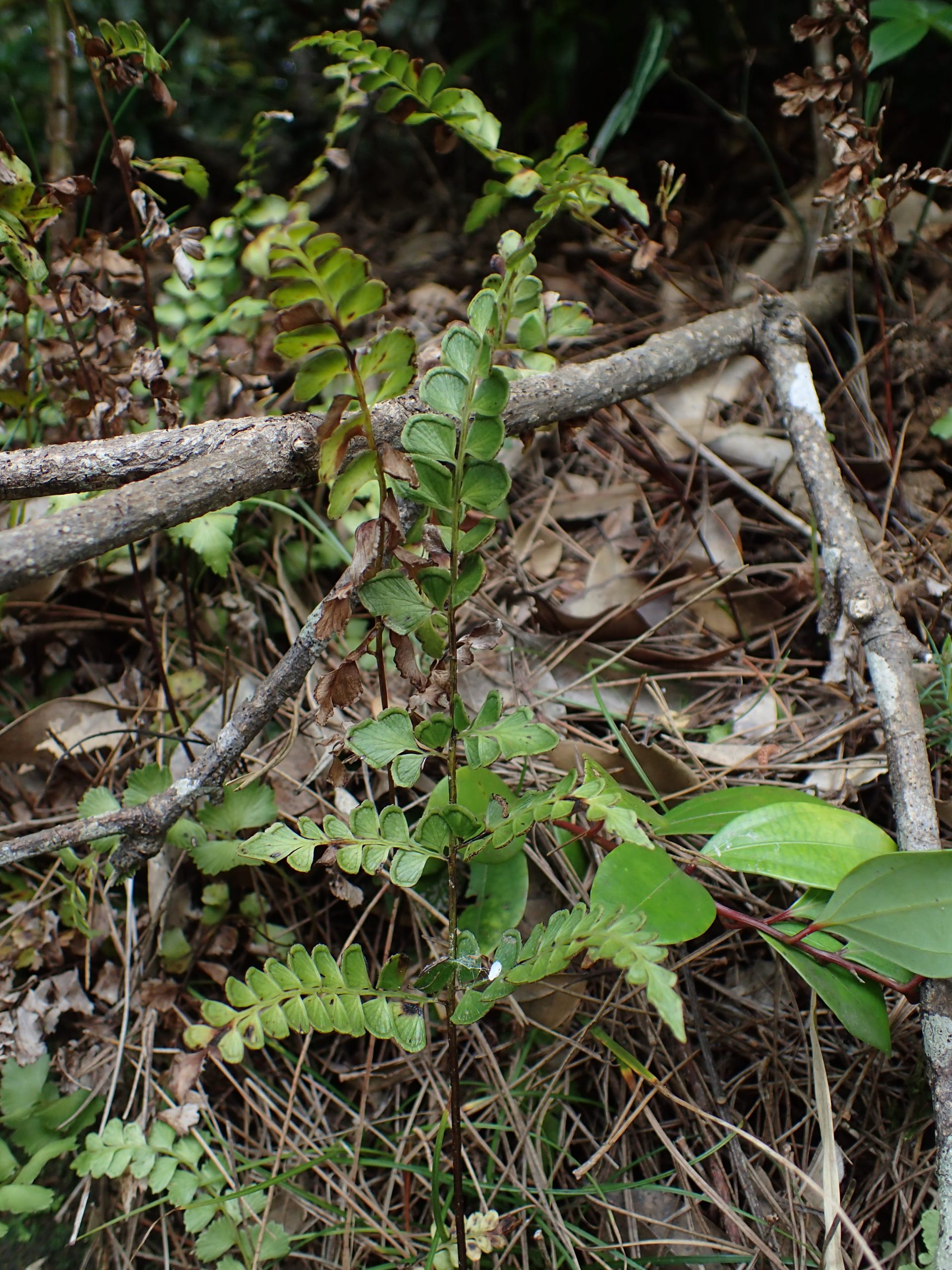 シンエダウチホングウシダ  /  Lindsaea orbiculata var. commixta