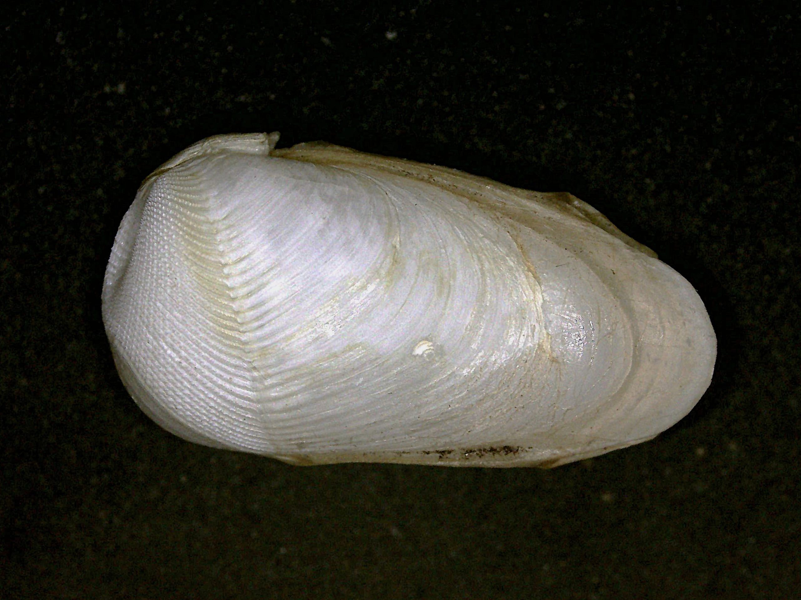 ヨワカモメガイモドキ  /  Martesia fragilis