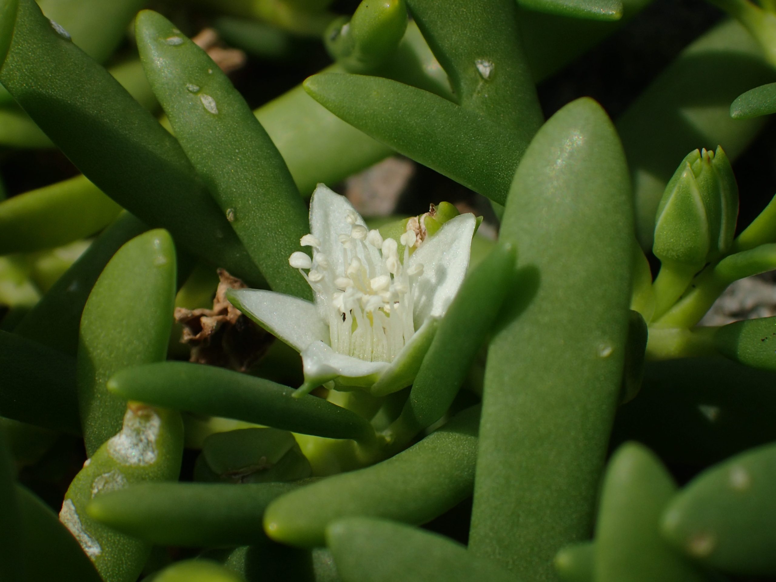 シロミルスベリヒユ  /  Sesuvium portulacastrum var. griseum