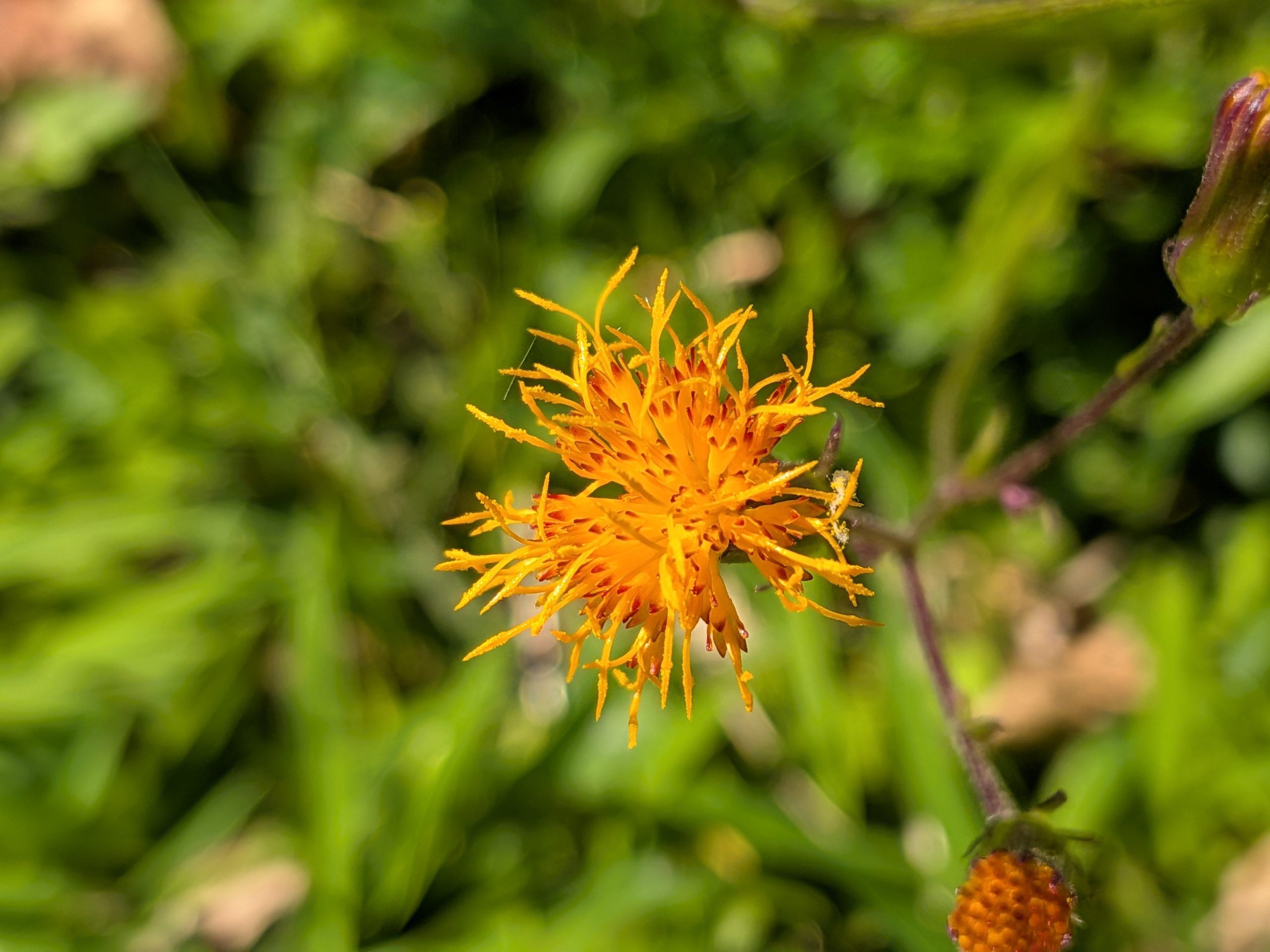 スイゼンジナ  /  Gynura bicolor