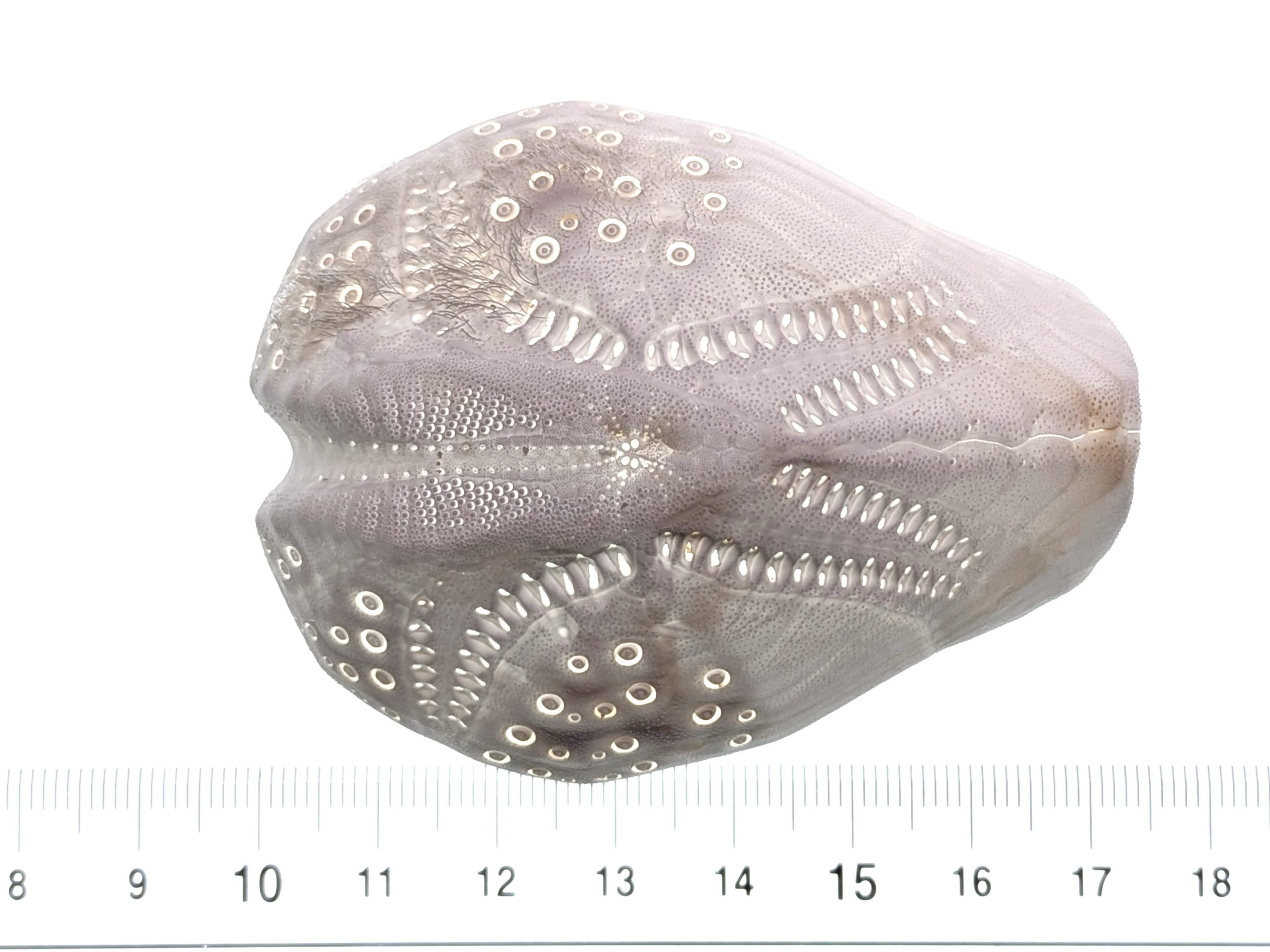 ヒラタブンブクの一種  /  Lovenia sp.