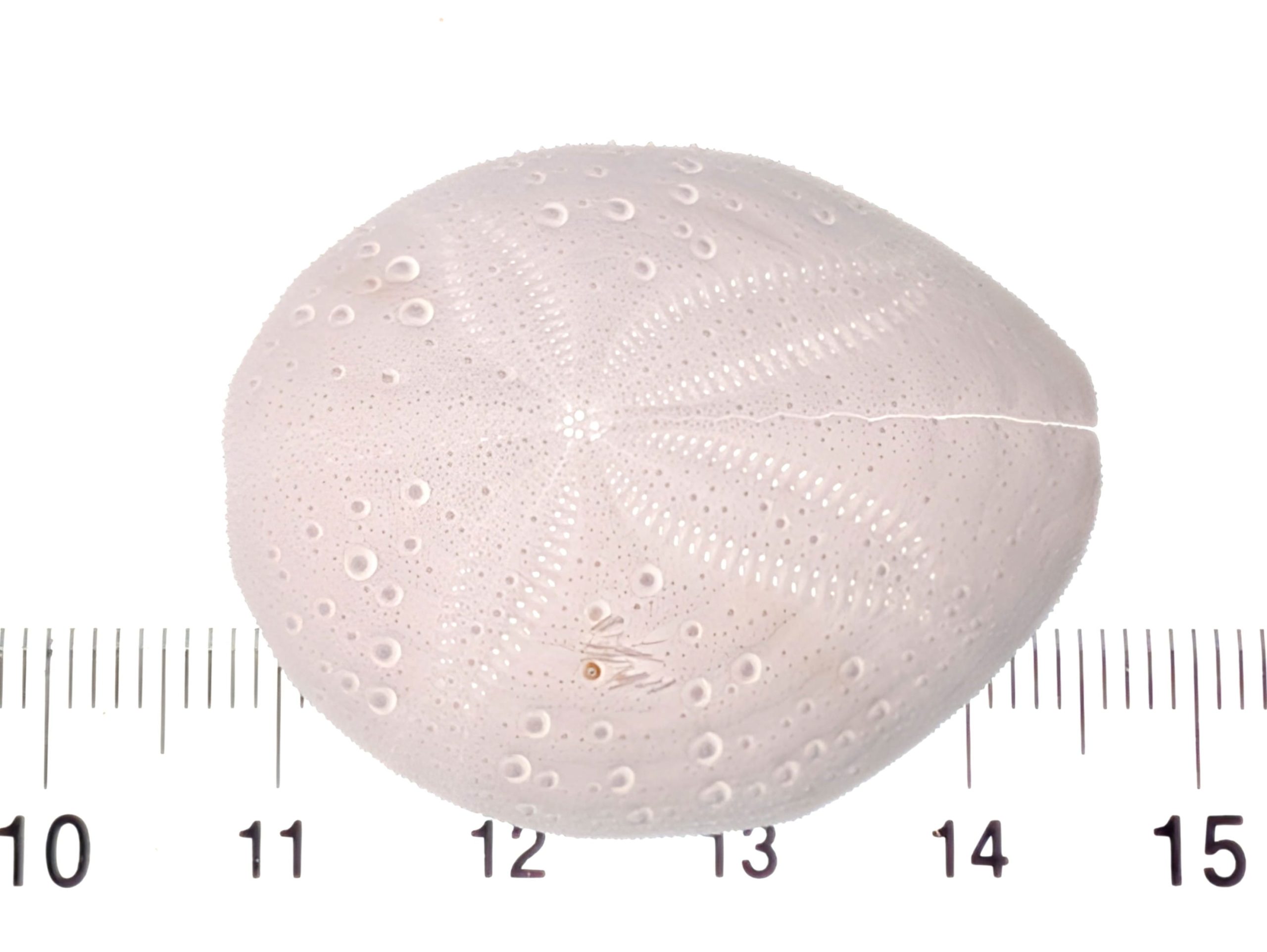 オニヒメブンブク  /  Maretia planulata