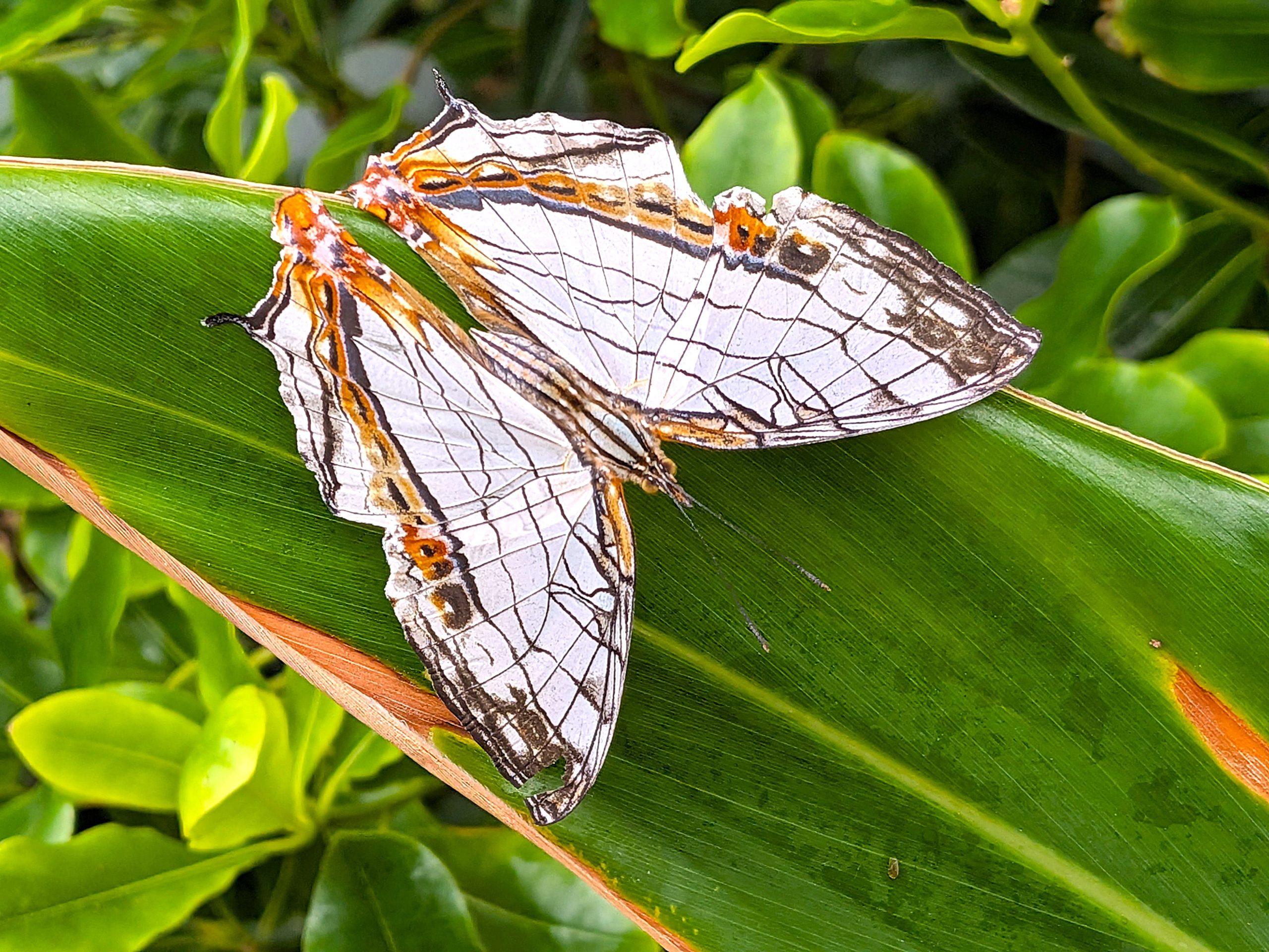 イシガケチョウ  /  Cyrestis thyodamas