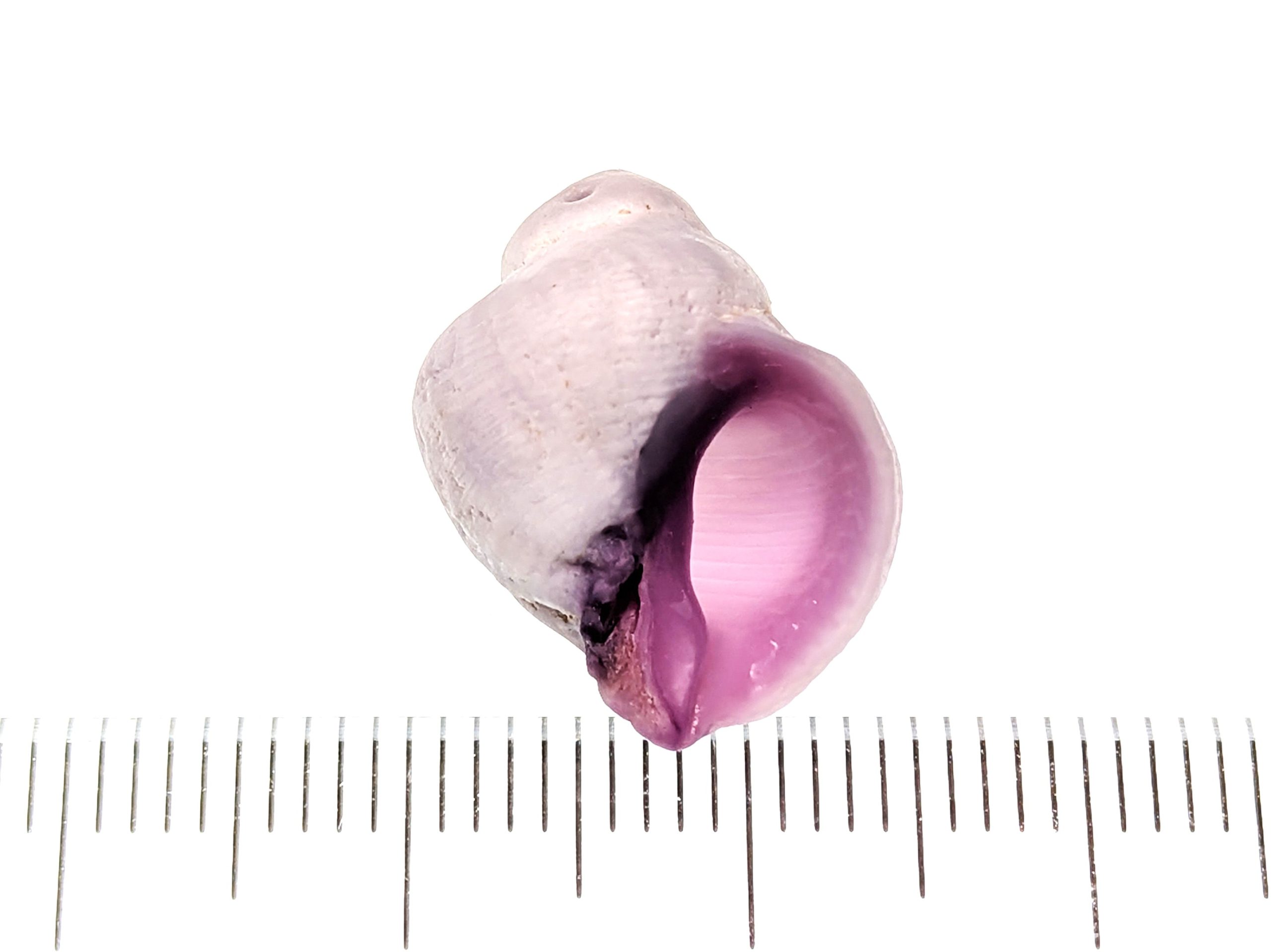 クチムラサキサンゴヤドリ  /  Coralliophila violacea