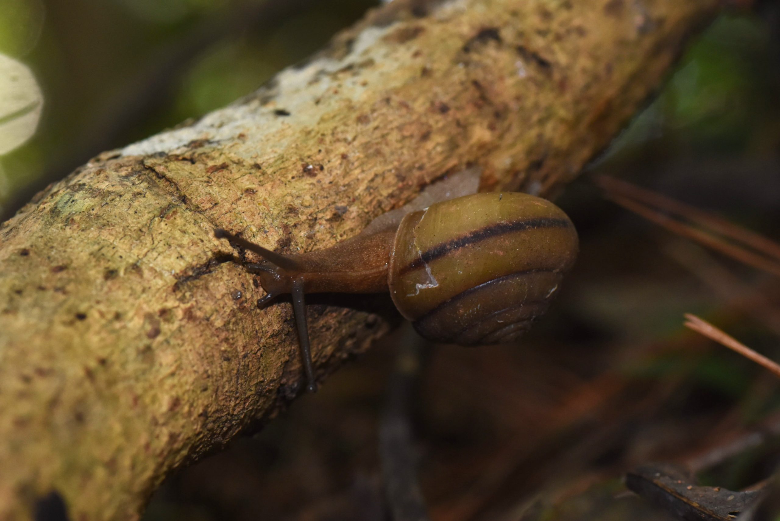 リュウキュウヒダリマキマイマイ  /  Satsuma perversa